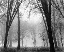 Window Thru Oaks by Lane Wilson