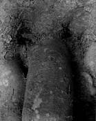 Genital 1 by Lani Doely