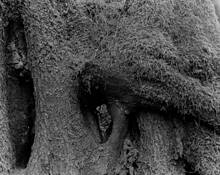 Genital 2 by Lani Doely