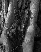 Knock Knees 1 by Lani Doely