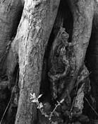 Knock Knees 2 by Lani Doely