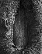 Knot Hole 1 by Lani Doely