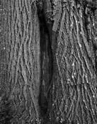 Knot Hole 2 by Lani Doely