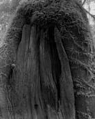 Stump & Moss by Lani Doely