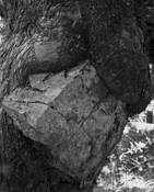 Tree & Rock by Lani Doely