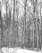 Trees in Snow by Jeanine Michna Bales