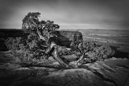 Canyonlands Juniper by Jerry P. Park