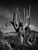 Moonrise Above Towering Saguaro by Gregory Cranwell