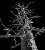 Tree by Jacqueline Byers