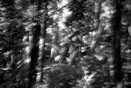 Tree Flash by Jacqui L. Franks