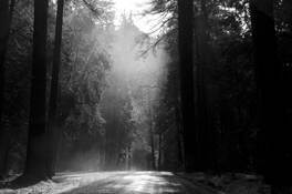 Mistic Winter Moring by Jane E. Kim