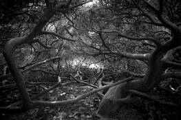 Untitled 12 by Edward Wheeler