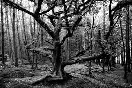 Tree at Ystradfellte by Emily Cobb