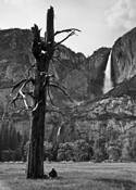 A Man With Yosemite Falls by Eunice Eunjin Oh