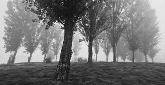 Trees in the Mist by Eunice Eunjin Oh