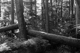 Fallen Giant by Fiona Howarth