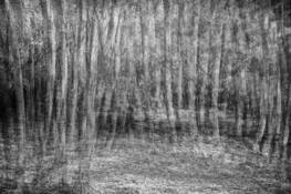 Impressions of Bamboo by Cynthia Merzer