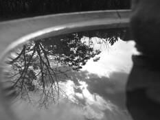 Birdbath by Dave Gustafson