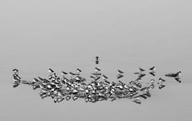 Formatted Sharp by Lee Grossman