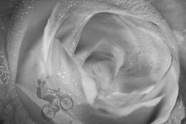 Rose Family by Youngsook Chung Zhang