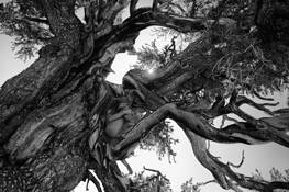 Bristlecone Nude One by Brad Miller