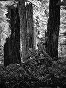 Crumbling Redwood Nude by Brad Miller