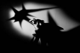 Stars in Her Eyes by Carr Kizzier