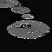 Untitled 6 by Eli Matityahu