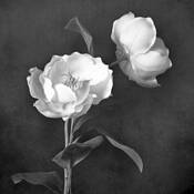 Silk Bloom by Toni Wallachy