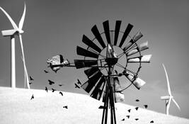 Windy by Bill Sinkovich