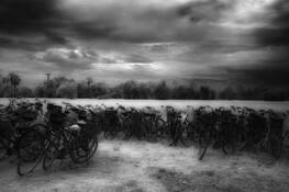 Bicycles by Sandra Banister