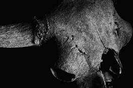 Strawberry Creek Bison by Sandy Olson