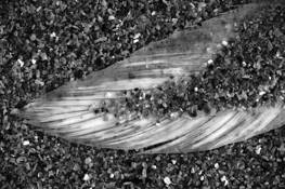 Feather by Mark Morris