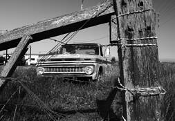 Put Out to Pasture by Marshall Gould