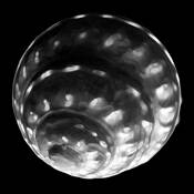 Shell Moon by Mary Woodman