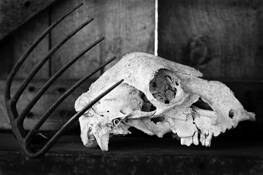 Skull & Pitchfork by Leslie Inman