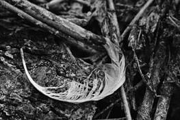 Feather by Jukka Lehtonen