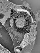 Machinery Abstraction #30 by Hal Kaye