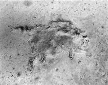 Raccoon by Dan Nanni