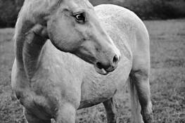 White Horse by William S. Pierson