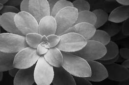 Flor De Piedra by Alejandro Aldaco Rico