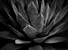 Cactus 1 by Allan R. Lamb