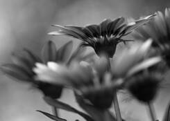 Fleur by Andre Giguere