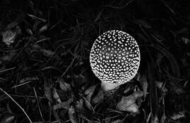 Red Cap by Annette Willis