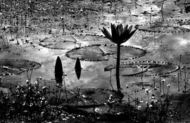 Royal Angkor Wat Waterlily by Bert Ihlenfeld