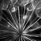 Dandelion Abstract by Bishop Bastien
