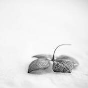 Fallen by Bishop Bastien