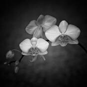 Symmetry by Bishop Bastien