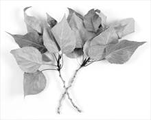 Cottonwood Leaves by Adrian Roland Davis