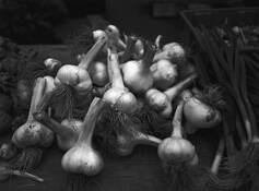 Garlic by Brian Gilwee